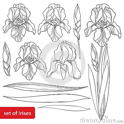 Vector set with outline Iris flower head, bud and ornate leaves in black isolated on white. Drawing of perennial plant Iris. Vector Illustration