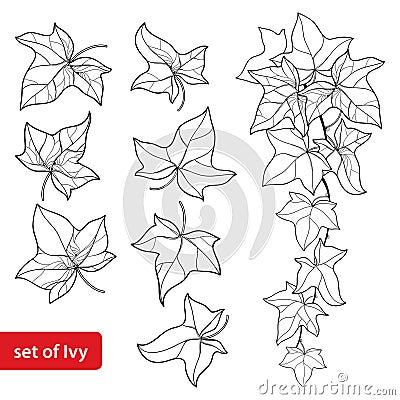 Vector set with outline Ivy or Hedera. Ornate leaf and Ivy vine in black isolated on white background. Evergreen climbing plant. Vector Illustration