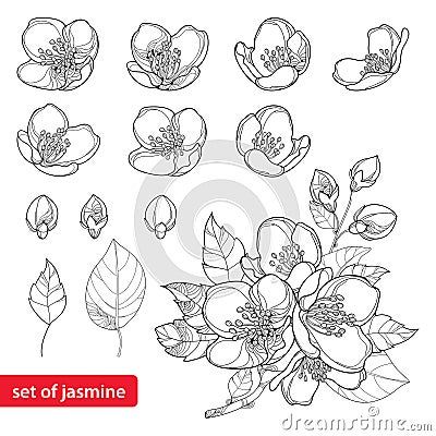 Vector set with outline Jasmine flowers, bud and leaves in black isolated on white background. Floral elements for spring design. Vector Illustration