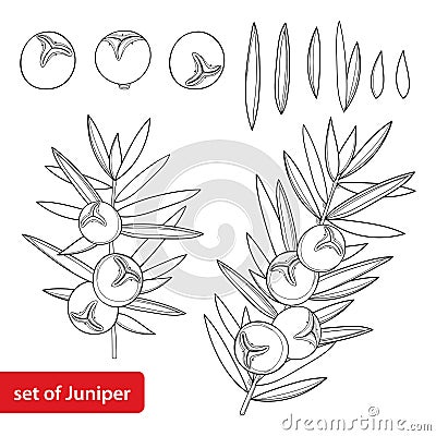 Vector set with outline Juniper or Juniperus communis. Branch and berry in black isolated on white background. Coniferous tree. Vector Illustration