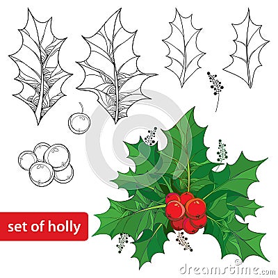 Vector set with outline leaves and berries of Ilex or European Holly isolated on white background. Vector Illustration