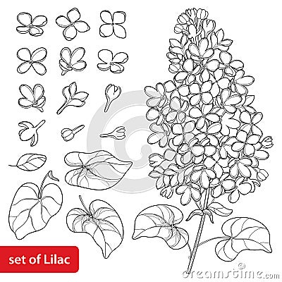 Vector set with outline Lilac or Syringa flower, ornate leaves and bunch in black isolated on white background. Vector Illustration