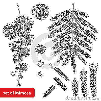 Vector set of outline Mimosa or Acacia dealbata or silver wattle flower, bud and leaves in black isolated on white background. Vector Illustration