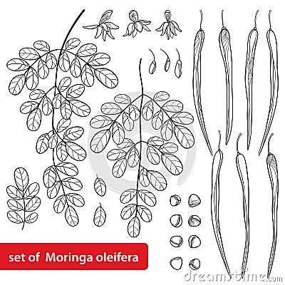 Vector set with outline Moringa oleifera or Drumstick or Horseradish tree. Flower, seed, pods and ornate leaf in black isolated. Vector Illustration