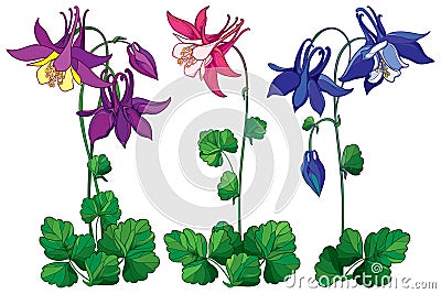 Vector set with outline ornate Aquilegia or Columbine flower in pink, violet and blue, bud and leaf isolated on white background. Vector Illustration