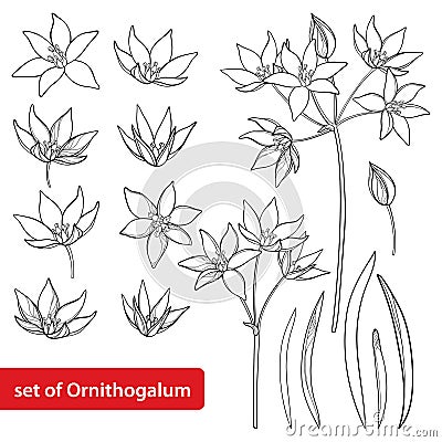 Vector set with outline Ornithogalum or Star-of-Bethlehem flower bunch, bud and leaves in black isolated on white background. Vector Illustration