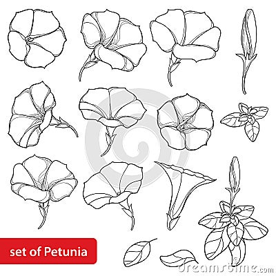Vector set with outline Petunia flower bunch, leaves and bud in black isolated on white background. Garden ornamental plant. Vector Illustration