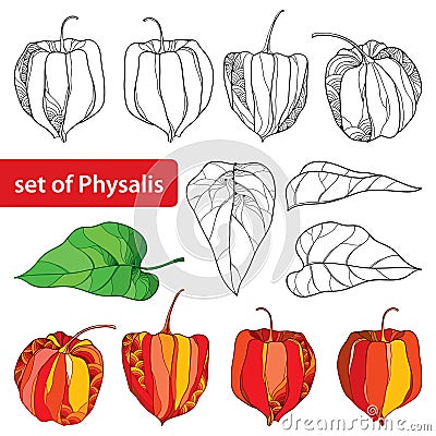 Vector set with outline Physalis or Cape gooseberry or Ground cherry fruit, leaf and berry isolated on white background. Vector Illustration