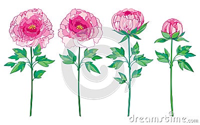 Vector set with outline pink peony isolated on white background. Floral elements with flower, bud and leaves for spring design. Vector Illustration