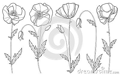 Vector set with outline Poppy flower, bud and leaves in black isolated on white background. Floral elements in contour style. Vector Illustration