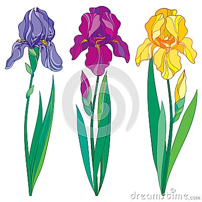 Vector set with outline purple, lilac and yellow Iris flower, bud and leaves isolated on white. Ornate flowers for spring design Vector Illustration