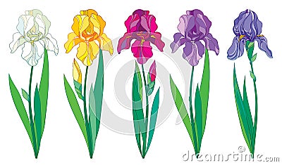 Vector set with outline purple, lilac, yellow and pastel white Iris flower, bud and leaves isolated on white background. Vector Illustration