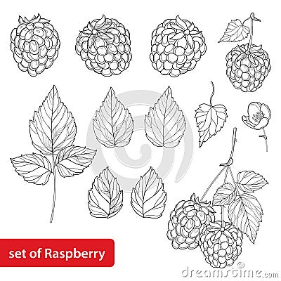 Vector set with outline Raspberry, bunch, berry, flower and leaves in black on white background. Fruit element. Vector Illustration