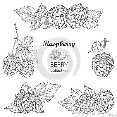 Vector set with outline Raspberry bunch, berry, flower and leaves in black on white background. Raspberry composition. Vector Illustration