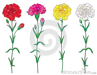 Vector set with outline red, pink, pastel white and yellow Carnation or Clove flower, bud and leaf isolated on white background. Vector Illustration