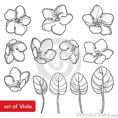 Vector set with outline Saintpaulia or African violet flower and leaf in black isolated on white background. Viola flowers. Vector Illustration