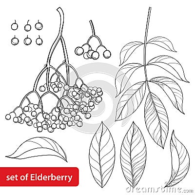 Vector set with outline Sambucus nigra or black elder or elderberry, bunch, berry and leaves isolated on white background. Vector Illustration