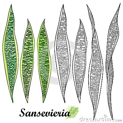 Vector set of outline Sansevieria trifasciata or snake plant or mother-in-law`s tongue leaf in black and green isolated on white. Vector Illustration