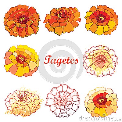 Vector set with outline Tagetes or Marigold flower. Vector Illustration