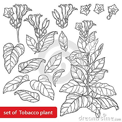 Vector set of outline toxic Tobacco plant or Nicotiana flower bunch, bud and leaf in black isolated on white background. Vector Illustration