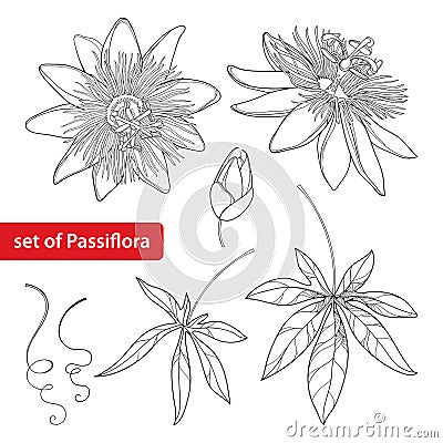 Vector set with outline tropical Passiflora or Passion flower. Exotic flowers, bud, leaf and tendril isolated on white background. Vector Illustration