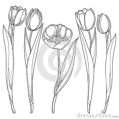 Vector set with outline tulips flowers isolated on white. Tulip flower in contour style. Vector Illustration