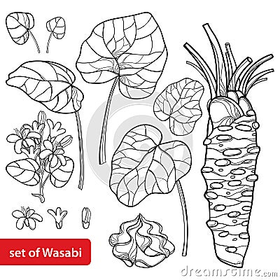 Vector set of outline Wasabi or Japanese horseradish, leaf, root, raw and flower in black isolated on white background. Vector Illustration