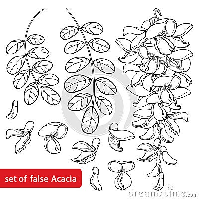 Vector set of outline white false Acacia or black Locust or Robinia flower bunch, bud and leaves in black isolated on white. Vector Illustration