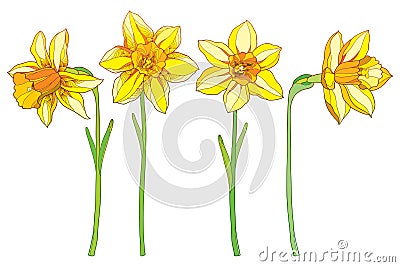 Vector set with outline yellow narcissus or daffodil flowers isolated on white. Ornate floral elements for spring design. Vector Illustration