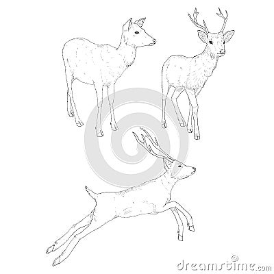 Vector Set of Sketch Deer Illusrations Stock Photo