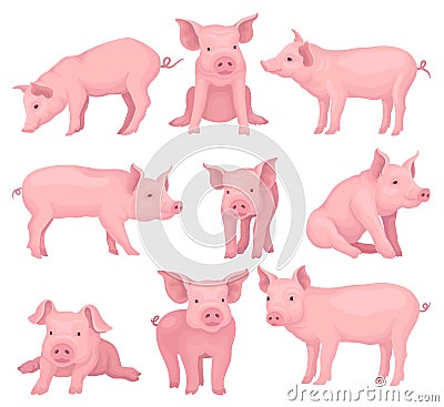 Vector set of pigs in different poses. Cute farm animal with pink skin, flat snout, hooves and big ears. Domestic Vector Illustration