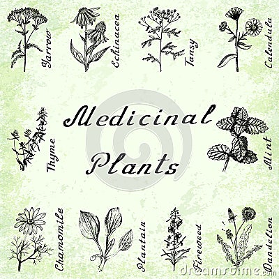 Vector set of 10 plants - yarrow, echinacea, tansy, calendula, thyme, mint, chamomile, plantain, fireweeed, dandelion Stock Photo