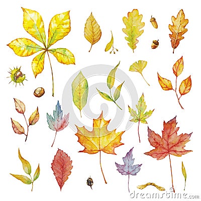 Vector Set of red autumn watercolor elements - herbs and leaf. Collection garden, wild foliage and branches Vector Illustration