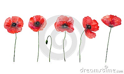 Vector set of red poppies. Colorful meadow wild flowers. Watercolor hand drawn illustration isolated on white background Vector Illustration