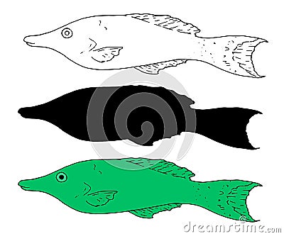 Vector set of sea fish Gomphosus varius. set of isolated elements sketch b silhouette in black and in green tropical fish hand Vector Illustration