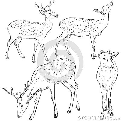 Vector Set of Sketch Dappled Deers Vector Illustration