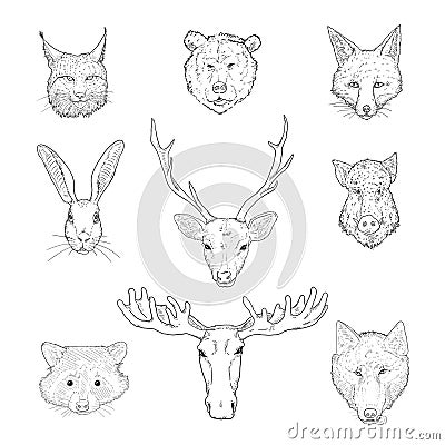 Vector Set of Sketch Forest Animals Heads Vector Illustration