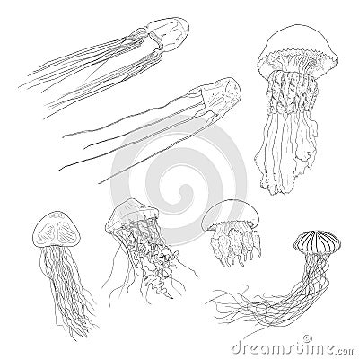 Vector Set of Sketch Jellyfishes Vector Illustration