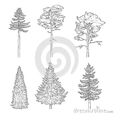 Vector Set of Sketch Pine Trees Vector Illustration