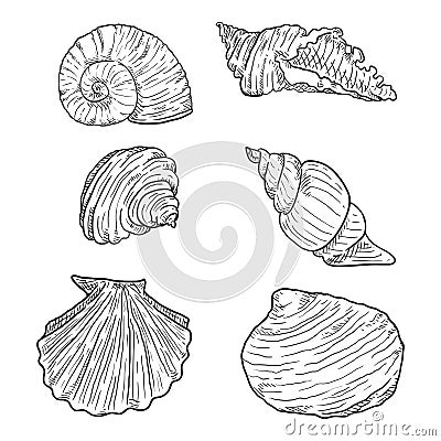 Vector Set of Sketch Seashells Vector Illustration