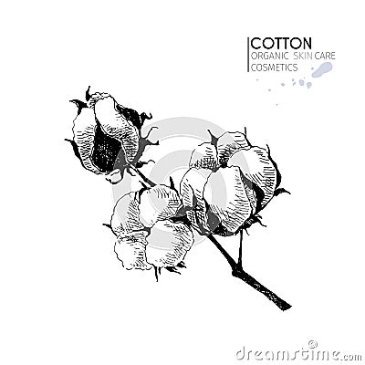 Vector set of skin care ingredients. Organic hand drawn elements. Cotton branch. Vector Illustration