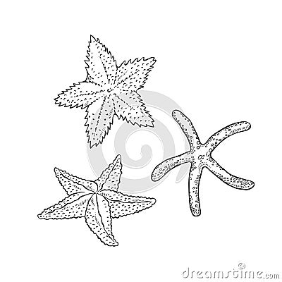 Vector set starfish. Three types sea star monochrome black outline sketch illustration isolated on white background for Vector Illustration