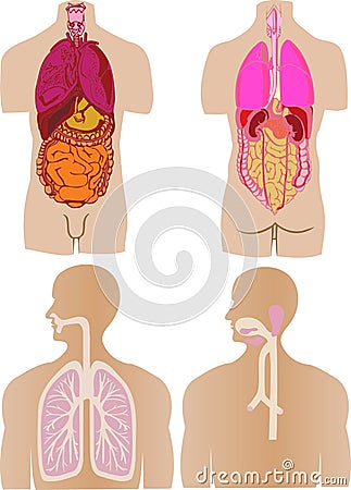 vector set a stomach of a gut a liver Vector Illustration