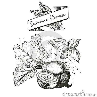 Vector set of summer harvest. Decorated with banner, fern leaves and blots. Beetroot and basil. Vector Illustration