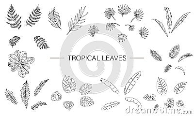 Vector set of tropical plant leaves Vector Illustration