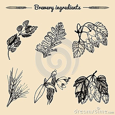 Vector set of vintage herbs elements of brewery.Hand sketched plants illustrations for beer bar,restaurant menu concepts Vector Illustration