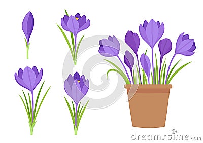 Vector set of violet crocus flowers and flowers in pot Vector Illustration