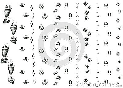 Vector set of walking wild wood animal and bird tracks Vector Illustration