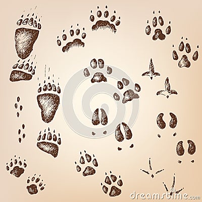 Vector set of walking wild wood animal and bird tracks Vector Illustration