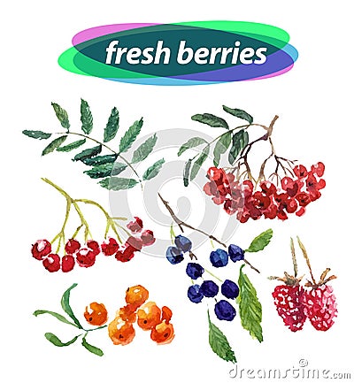 Vector set of watercolor berries elements on white background. Vector Illustration